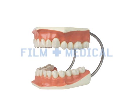 Mouth Model